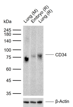 CD34 Rabbit Polyclonal Antibody