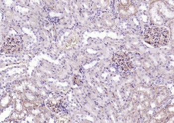 CD34 Rabbit Polyclonal Antibody