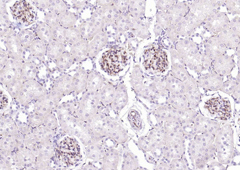 CD34 Rabbit Polyclonal Antibody