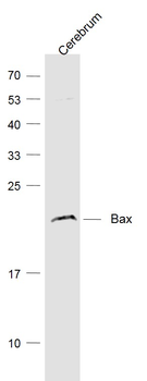 Bax Mouse Monoclonal Antibody