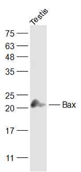 Bax Rabbit Polyclonal Antibody