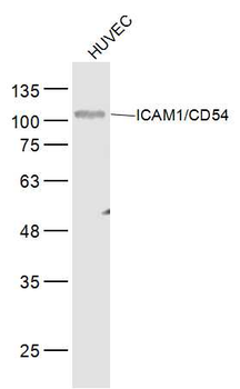 ICAM1/CD54 Mouse Monoclonal Antibody