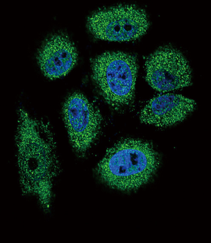 Ribonuclease 3/ECP Rabbit Polyclonal Antibody