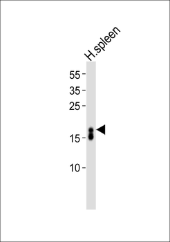 Ribonuclease 3/ECP Rabbit Polyclonal Antibody
