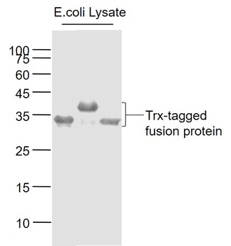 TRX antibody