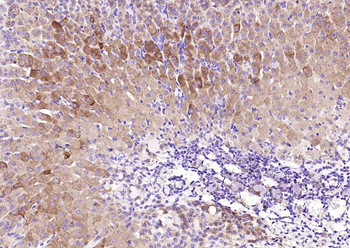 PENK Rabbit Polyclonal Antibody