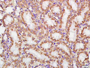 Cytochrome C Mouse Monoclonal Antibody