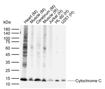 Cytochrome C Mouse Monoclonal Antibody