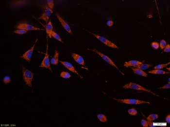 Cytochrome C Mouse Monoclonal Antibody