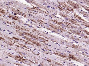 Cytochrome C Mouse Monoclonal Antibody
