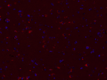 Bax Mouse Monoclonal Antibody