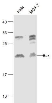 BAX antibody