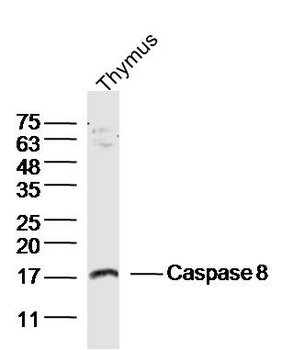 Caspase-8 subunit p10 Rabbit Polyclonal Antibody