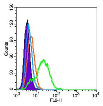 VWF Rabbit Polyclonal Antibody