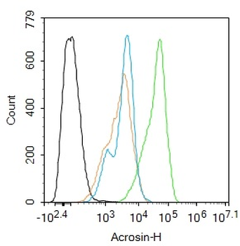 Acrosin Rabbit Polyclonal Antibody
