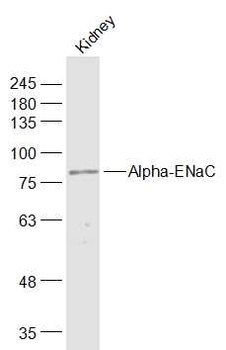 ENaC Alpha antibody