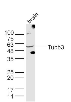 Tubb3 Rabbit Polyclonal Antibody