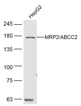 MRP 2 antibody