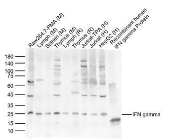 IFN gamma Rabbit Polyclonal Antibody