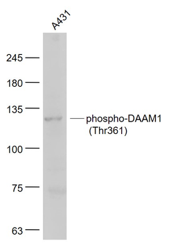 Phospho-DAAM1 (Thr361) Rabbit Polyclonal Antibody