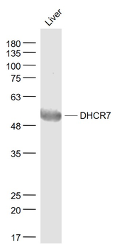 DHCR7 Rabbit Polyclonal Antibody