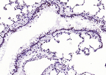 Phospho-Nrf2 (Ser40) Recombinant Rabbit Monoclonal Antibody