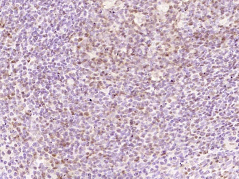 Phospho-Nrf2 (Ser40) Recombinant Rabbit Monoclonal Antibody