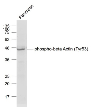 beta Actin (phospho-Tyr53) antibody