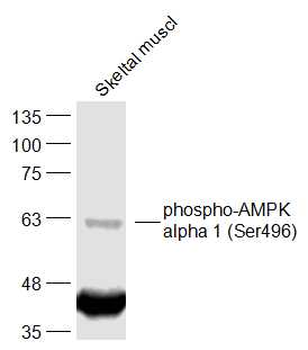 Phospho-AMPK alpha 1 (Ser496) Rabbit Polyclonal Antibody