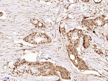 Phospho-AMPK alpha 1 (Ser356) Rabbit Polyclonal Antibody