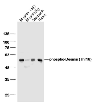 Phospho-Desmin (Thr16) Rabbit Polyclonal Antibody