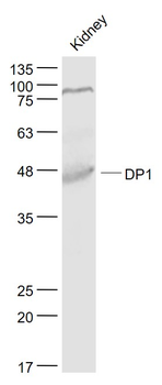 DP1 Rabbit Polyclonal Antibody