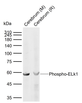 ELk1 (phospho-Ser389) antibody