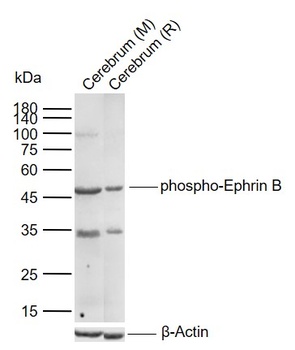 Ephrin B (phospho-Ser300) antibody