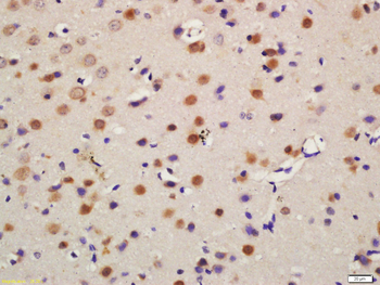 MAPK4 Rabbit Polyclonal Antibody