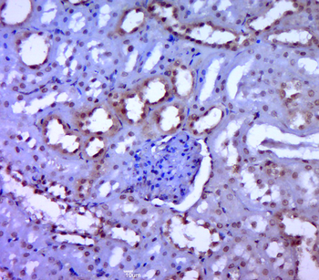 MAPK4 Rabbit Polyclonal Antibody