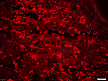 Phospho-ERK5 (Ser731+Thr733) Rabbit Polyclonal Antibody