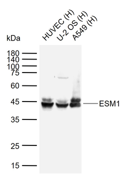 ESM1 Rabbit Polyclonal Antibody