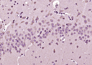 ERp29 Rabbit Polyclonal Antibody