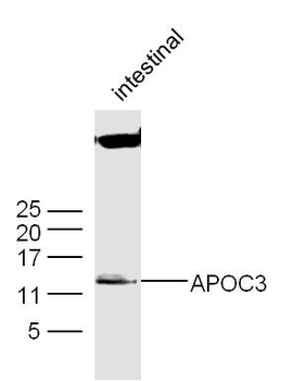APOC3 Rabbit Polyclonal Antibody