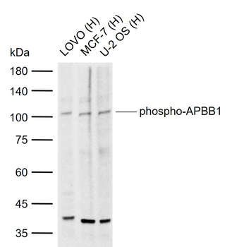 Phospho-APBB1 (Ser175) Rabbit Polyclonal Antibody