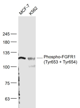 Phospho-FGFR1 (Tyr653 + Tyr654) Rabbit Polyclonal Antibody