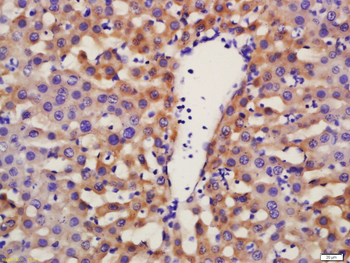 Phospho-FGFR1 (Tyr653 + Tyr654) Rabbit Polyclonal Antibody