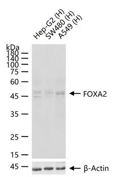 FOXA2 Rabbit Polyclonal Antibody