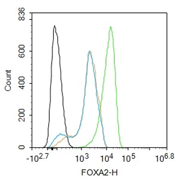 FOXA2 Rabbit Polyclonal Antibody