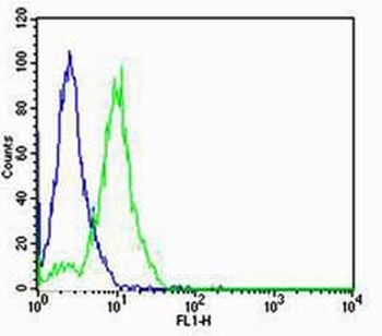 FOXA2 Rabbit Polyclonal Antibody