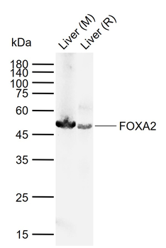 FOXA2 Rabbit Polyclonal Antibody