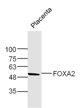 FOXA2 antibody