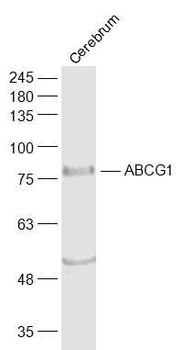 ABCG1 Rabbit Polyclonal Antibody