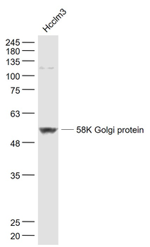 58K Golgi protein Rabbit Polyclonal Antibody